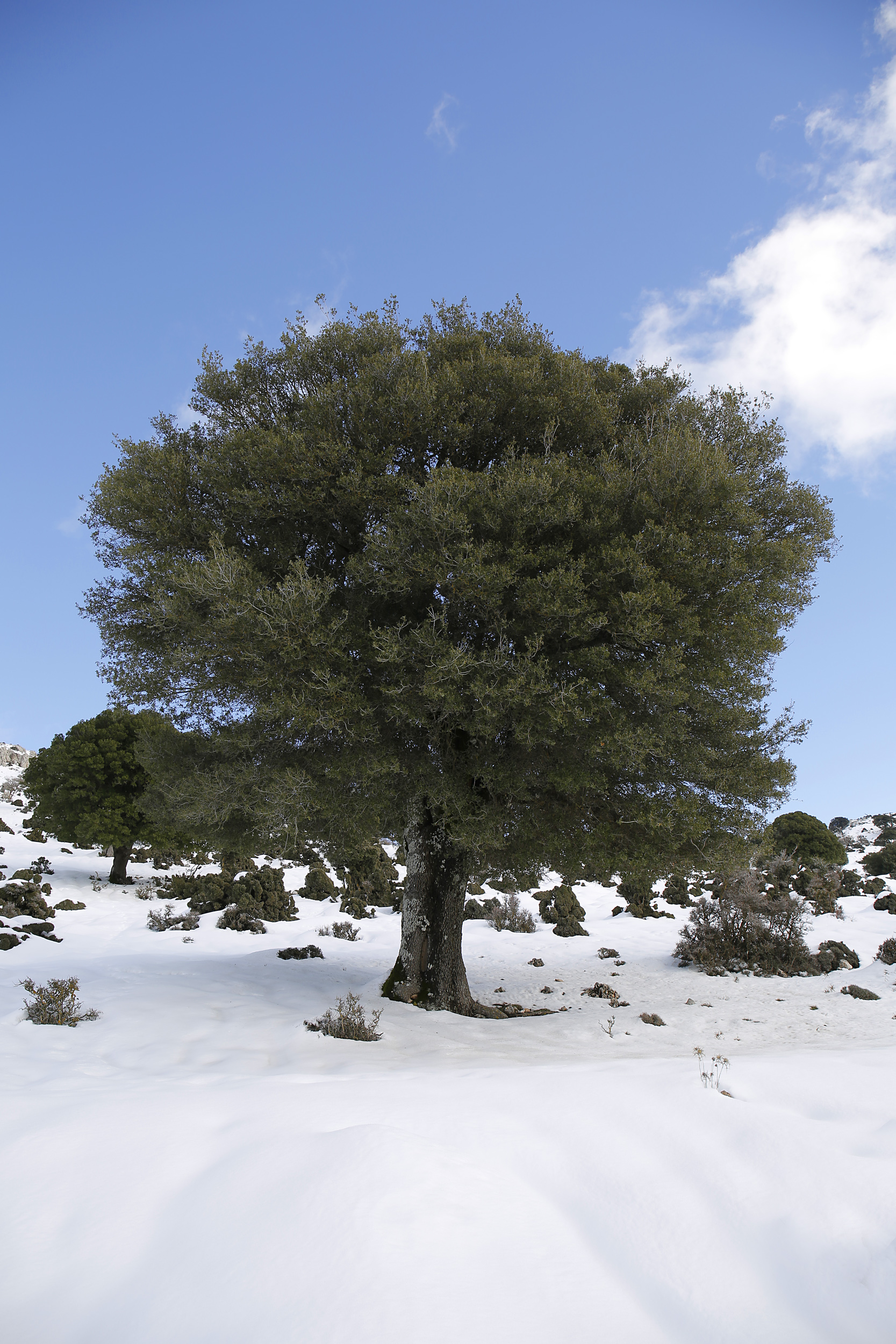 Ανακαλύπτοντας μια διαφορετική πλευρά της Κρήτης: Το χειμωνιάτικο ταξίδι στους πανέμορφους δρόμους της
